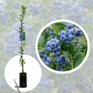 Afin columnar - plantă fructiferă de 2 ani