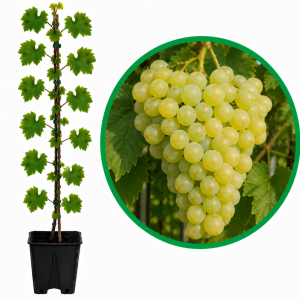 Soiuri de vin