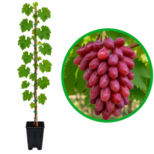 Crimson Seedless - butasi vita de vie