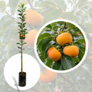 Kaki columnar - pom fructifer de 2 ani