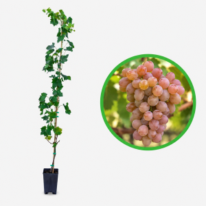 Pinot Gris - butasi vita de vie