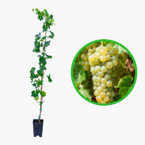 Riesling - butasi vita de vie
