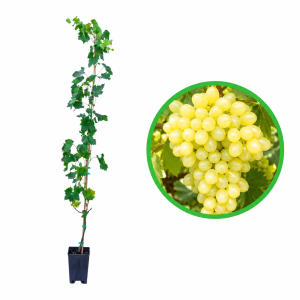 Sublima Seedless - butasi vita de vie