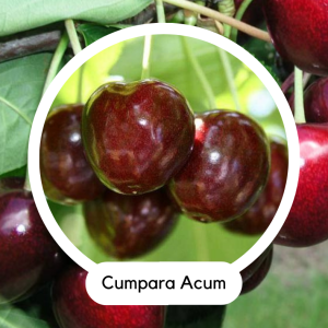 CIRES CORDIA