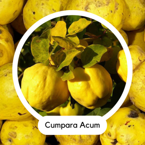 GUTUI ADONIA