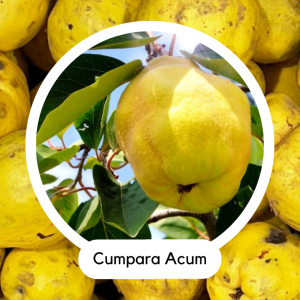 GUTUI AURII