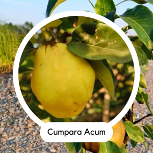 GUTUI COLUMNAR CHAMPION