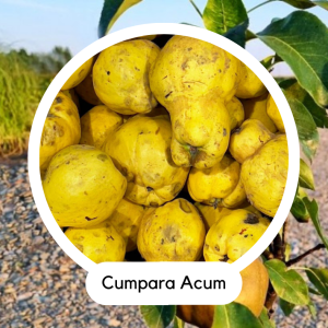 GUTUI COLUMNAR CLEMENTINE