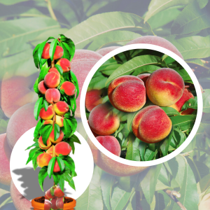 Pomi fructiferi