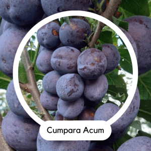 PRUN COLUMNAR BLACK SUN